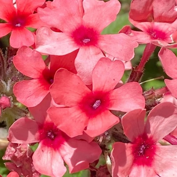 Meet your Posher, Lindsay B - Picture 9 of 15